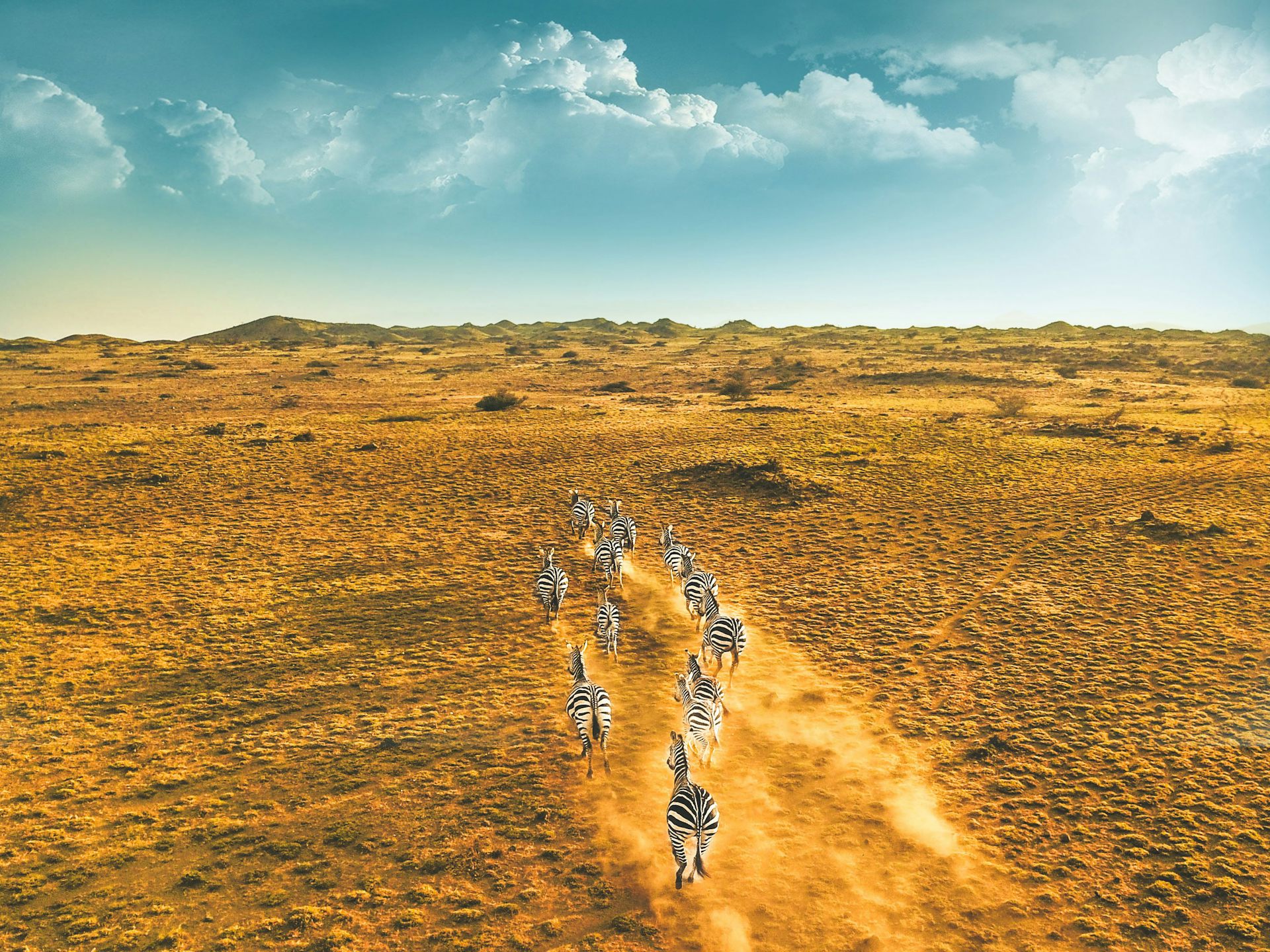 A herd of zebra running together on a dusty landscape.